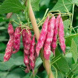 Sparrow Egg Cranberry Bean Seeds