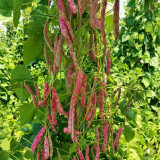 Sparrow Egg Cranberry Bean Seeds