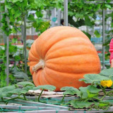 Giant Pumpkin Seeds