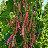 Sparrow Egg Cranberry Bean Seeds