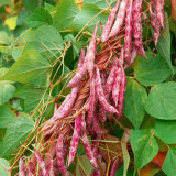 Sparrow Egg Cranberry Bean Seeds