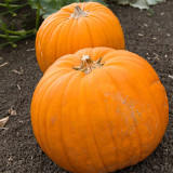Giant Pumpkin Seeds