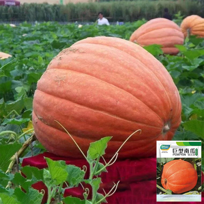 Giant Pumpkin Seeds
