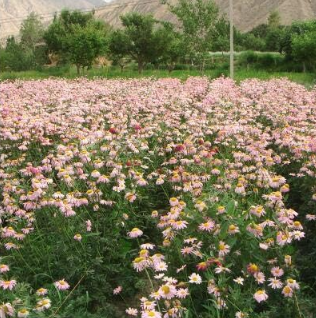 PYRETHRUM Daisy Flower Natural Mosquito Repellent Garden Home Seed