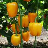 Yellow Lantern Sweet Pepper Seeds
