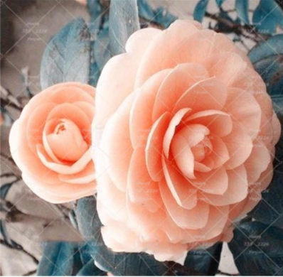 Camellia Seed Plant Flower Indoor Seed Plants Camellia Rainbow Potted Family