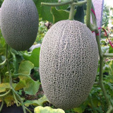 Hami Melon Seeds