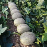 Hami Melon Seeds