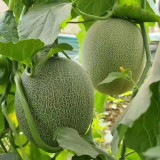 Hami Melon Seeds
