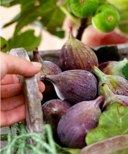 Fig Plants Balcony Potted Fruit Tree Fig Seed Ficus Carica Seed