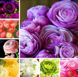 Ranunculus Flower Double Flap Ranunculus Asiaticus Seeds