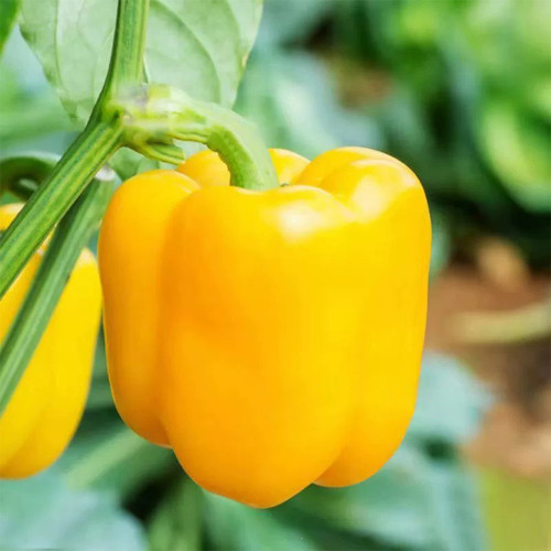 Yellow Lantern Sweet Pepper Seeds
