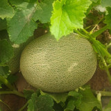 Hami Melon Seeds