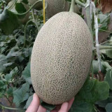 Hami Melon Seeds