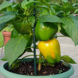 Yellow Lantern Sweet Pepper Seeds