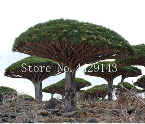 Dracaena Tree Seed, Dragon Blood Tree (Dracaena draco)