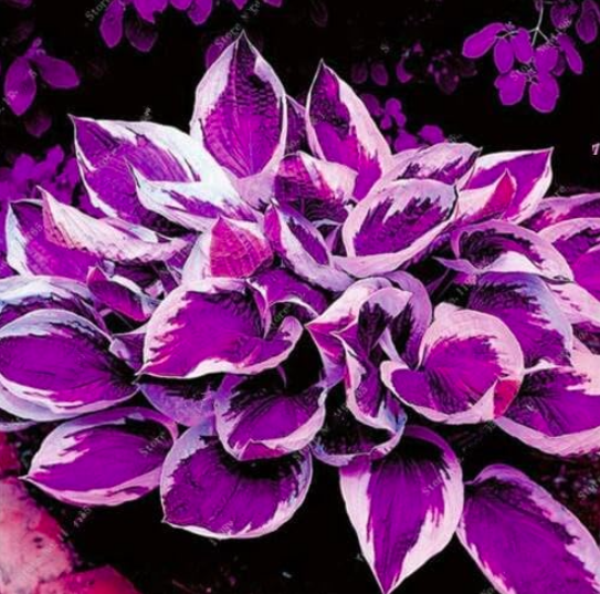 Mixed Hosta Seed Jardin Perennials Lily Flower Pot Seed (Color: 1)