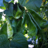 Hyacinth Bean Seeds (Pig-ear-shaped)