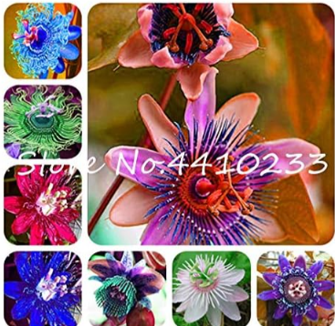 Passion Flower Seeds, Passiflora Incarnata Certified Pure Live