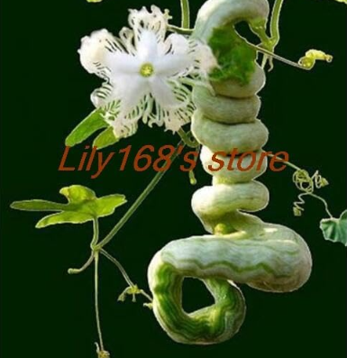 Snake Gourd Seed Real trichosanthes cucumerina funny vegetable Seed