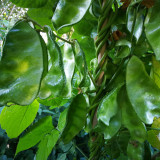Hyacinth Bean Seeds (Pig-ear-shaped)