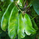 Hyacinth Bean Seeds (Pig-ear-shaped)