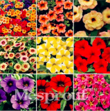 Calibrchoa Million Bells Annual Flower Seeds (Color: Mix)