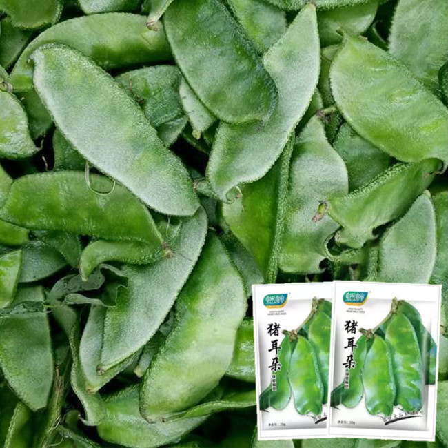 Hyacinth Bean Seeds (Pig-ear-shaped)