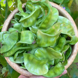 Hyacinth Bean Seeds (Pig-ear-shaped)