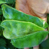 Hyacinth Bean Seeds (Pig-ear-shaped)
