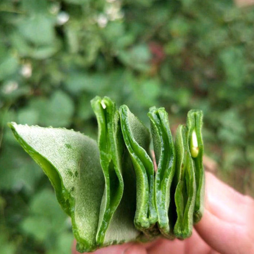 Early-maturing No.1 Hyacinth Bean Seeds