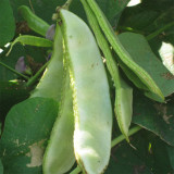 Red-flowered Hyacinth Bean Seeds