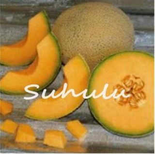 Super Sweet Honey-Dew Melon Seed Plants Hami Honey Melon Fruit