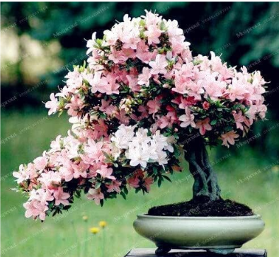 Rare Sakura Seed Flower Cherry Blossoms Seed