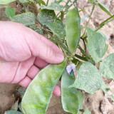 Red-flowered Hyacinth Bean Seeds