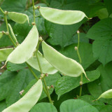 Red-flowered Hyacinth Bean Seeds