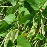 Red-flowered Hyacinth Bean Seeds