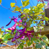 Xishuai Purple Hyacinth Bean Seeds
