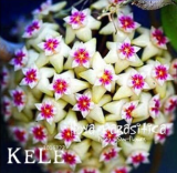 Fresh Hoya Seed, Potted Plant Hoya carnosa