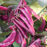 Xishuai Purple Hyacinth Bean Seeds