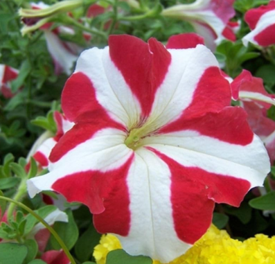 Decor Hybrida Home Flower Trailing Petunia Garden Hanging Petunia Seeds