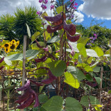 Xishuai Purple Hyacinth Bean Seeds