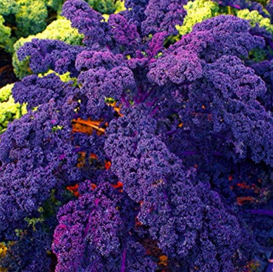 Organic Purple Scarlet Kale Plants, Heirloom Garden Vegetables Seed Rare