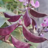 Xishuai Purple Hyacinth Bean Seeds