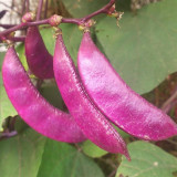 Xishuai Purple Hyacinth Bean Seeds
