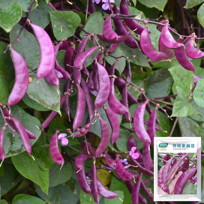 Xishuai Purple Hyacinth Bean Seeds