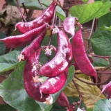 Xishuai Purple Hyacinth Bean Seeds