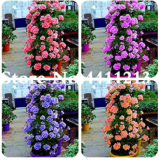 Climbing Geranium Flower Seeds