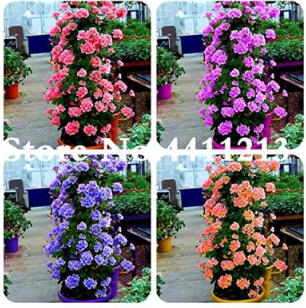 Climbing Geranium Flower Seeds