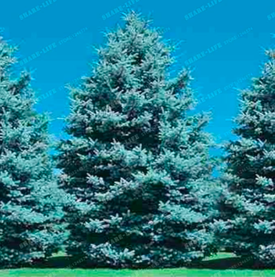 Rare Evergreen Colorado Blue Spruce Seed Picea PUNGENS GLAUCA